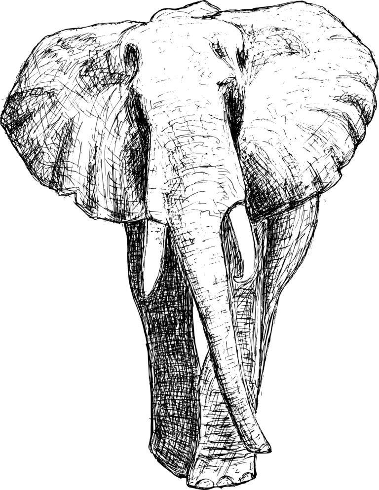 elephant-drawing