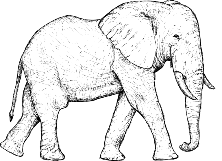 elephant-drawing